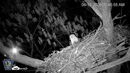 Hanover Eagles Live Cam - Apr 18, 2026, 1:46am EDT