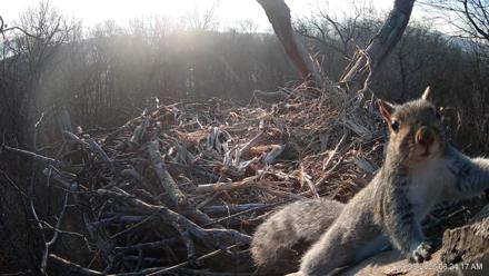 Hanover Eagles Live Cam - Jan 8, 2026, 8:25am EST