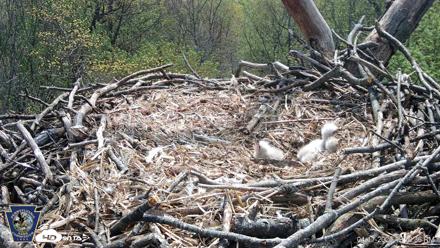 Hanover Eagles Live Cam - Apr 17, 2026, 12:11pm EDT