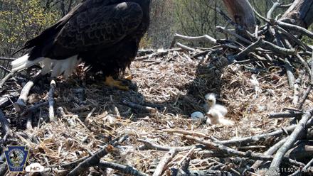 Hanover Eagles Live Cam - Apr 14, 2026, 11:51am EDT