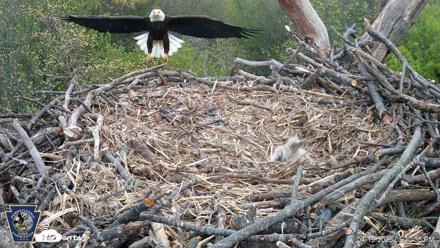 Hanover Eagles Live Cam - Apr 19, 2026, 5:31pm EDT