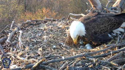 Hanover Eagles Live Cam - Apr 12, 2026, 7:18am EDT