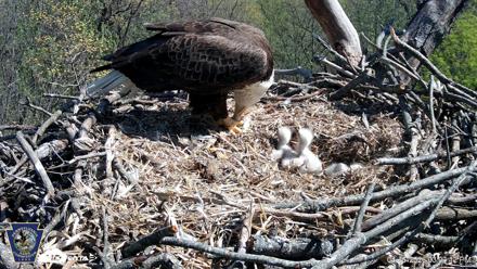 Hanover Eagles Live Cam - Apr 16, 2026, 3:04pm EDT