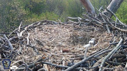 Hanover Eagles Live Cam - Apr 20, 2026, 11:27am EDT