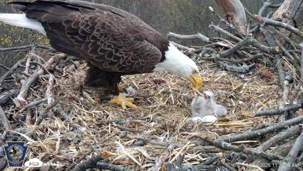 Hanover Eagles Live Cam - Apr 13, 2026, 11:35am EDT