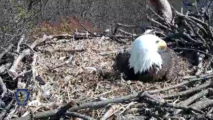 Hanover Eagles Live Cam - Apr 10, 2026, 3:43pm EDT