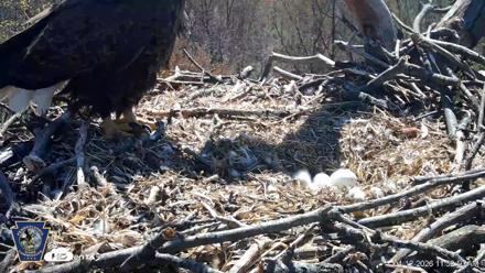 Hanover Eagles Live Cam - Apr 12, 2026, 11:53am EDT