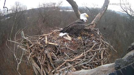 Hanover Eagles Live Cam - Dec 4, 2025, 1:10pm EST