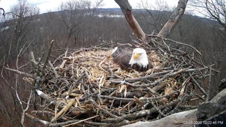 Hanover Eagles Live Cam - Mar 8, 2026, 1:03pm EDT