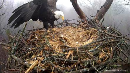 Hanover Eagles Live Cam - Mar 5, 2026, 8:28am EST