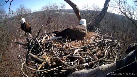 Hanover Eagles Live Cam - Mar 1, 2026, 1:41pm EST