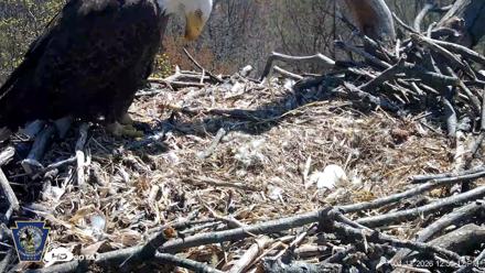 Hanover Eagles Live Cam - Apr 12, 2026, 12:53pm EDT