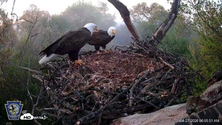 Hanover Eagles Live Cam - Apr 27, 2026, 6:05am EDT