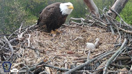 Hanover Eagles Live Cam - Apr 20, 2026, 9:24am EDT