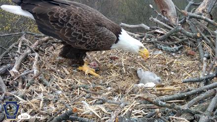 Hanover Eagles Live Cam - Apr 13, 2026, 11:39am EDT