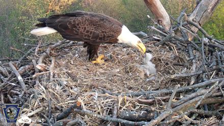 Hanover Eagles Live Cam - Apr 16, 2026, 7:11pm EDT