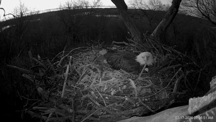 Hanover Eagles Live Cam - Mar 17, 2026, 7:06am EDT