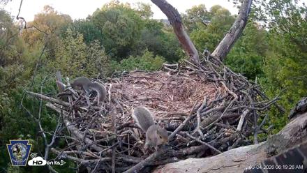 Hanover Eagles Live Cam - May 4, 2026, 6:19am EDT