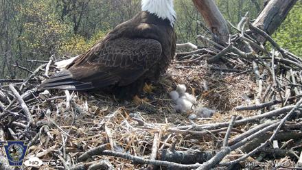 Hanover Eagles Live Cam - Apr 16, 2026, 11:06am EDT