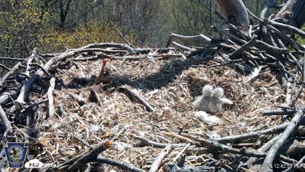 Hanover Eagles Live Cam - Apr 14, 2026, 12:43pm EDT