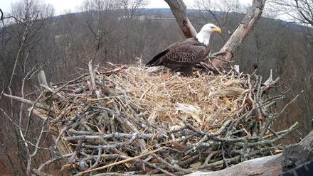Hanover Eagles Live Cam - Dec 23, 2025, 3:13pm EST