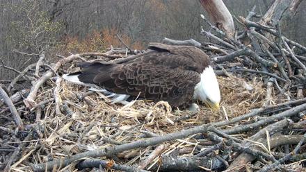 Hanover Eagles Live Cam - Apr 6, 2026, 4:52pm EDT