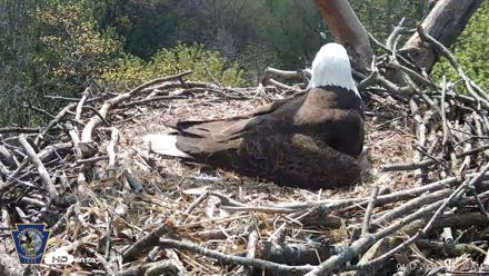 Hanover Eagles Live Cam - Apr 17, 2026, 11:09am EDT