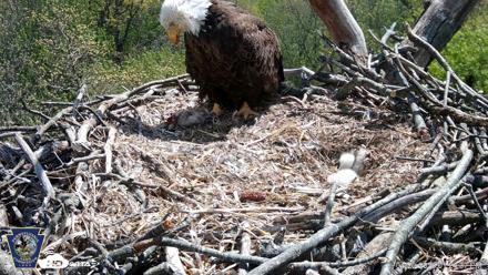 Hanover Eagles Live Cam - Apr 20, 2026, 1:25pm EDT