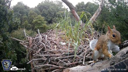 Hanover Eagles Live Cam - Aug 28, 2026, 7:10am EDT