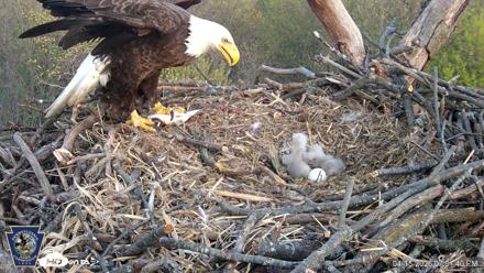Hanover Eagles Live Cam - Apr 15, 2026, 7:02pm EDT