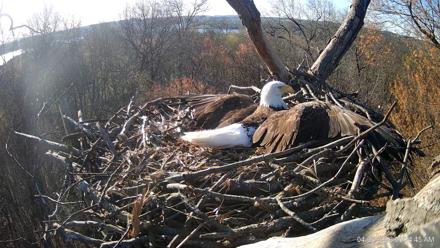 Hanover Eagles Live Cam - Apr 6, 2026, 8:24am EDT