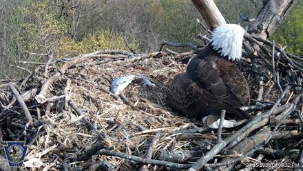 Hanover Eagles Live Cam - Apr 15, 2026, 4:40pm EDT