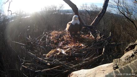 Hanover Eagles Live Cam - Feb 21, 2026, 7:58am EST