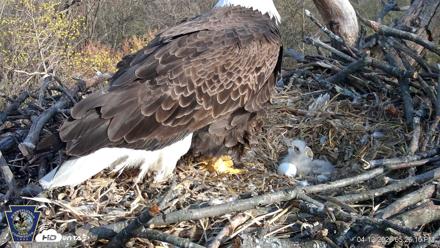 Hanover Eagles Live Cam - Apr 12, 2026, 5:26pm EDT