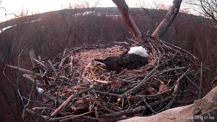 Hanover Eagles Live Cam - Mar 13, 2026, 7:13am EDT