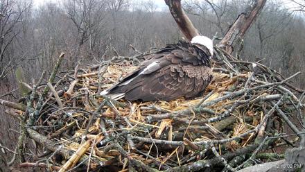Hanover Eagles Live Cam - Mar 5, 2026, 12:18pm EST