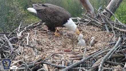 Hanover Eagles Live Cam - Apr 20, 2026, 9:33am EDT