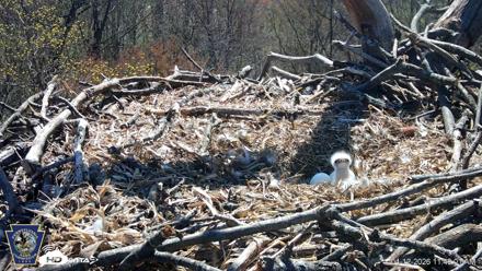 Hanover Eagles Live Cam - Apr 12, 2026, 11:40am EDT