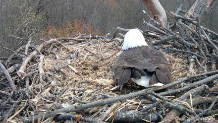 Hanover Eagles Live Cam - Apr 6, 2026, 4:50pm EDT