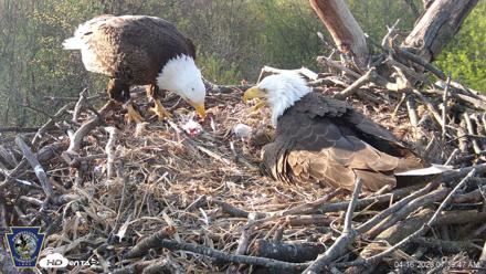 Hanover Eagles Live Cam - Apr 16, 2026, 7:40am EDT