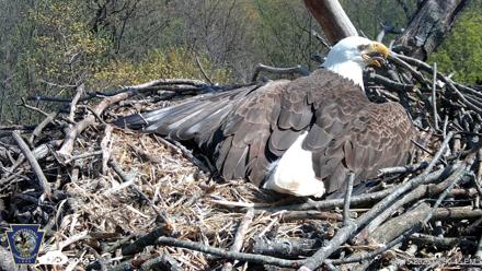 Hanover Eagles Live Cam - Apr 15, 2026, 3:01pm EDT