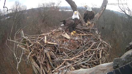 Hanover Eagles Live Cam - Dec 4, 2025, 1:14pm EST