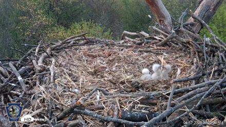 Hanover Eagles Live Cam - Apr 17, 2026, 6:22am EDT
