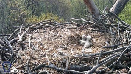 Hanover Eagles Live Cam - Apr 16, 2026, 10:12am EDT