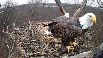 Hanover Eagles Live Cam - Dec 23, 2025, 12:35pm EST