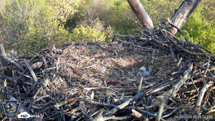Hanover Eagles Live Cam - Apr 20, 2026, 6:29pm EDT
