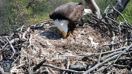 Hanover Eagles Live Cam - Apr 17, 2026, 2:29pm EDT
