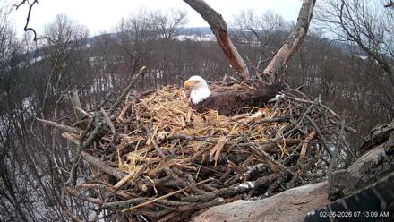 Hanover Eagles Live Cam - Feb 26, 2026, 7:14am EST