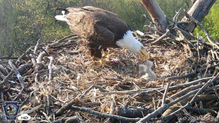 Hanover Eagles Live Cam - Apr 17, 2026, 7:53am EDT