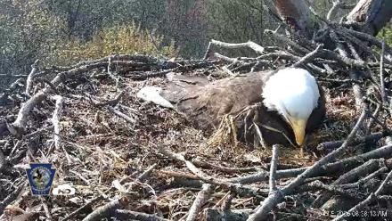 Hanover Eagles Live Cam - Apr 15, 2026, 8:38am EDT